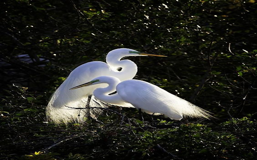 Two storks in the forest Wallpaper  from Chrome web store to be run with OffiDocs Chromium online