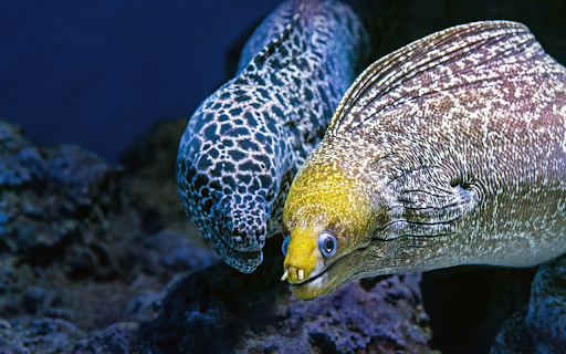 Two striped fish  from Chrome web store to be run with OffiDocs Chromium online