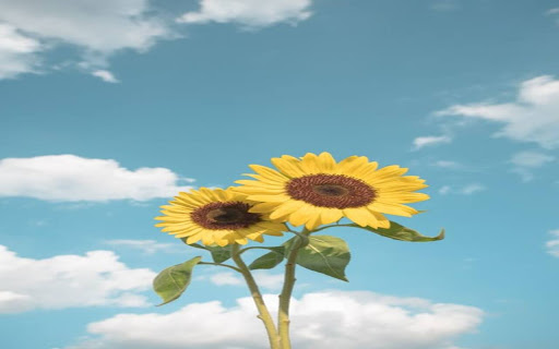 two sunflowers wallpaper from Chrome web store to be run with OffiDocs Chromium online two sunflowers wallpaper from Chrome web store to be run with OffiDocs Chromium online