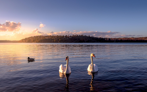 Two swans  from Chrome web store to be run with OffiDocs Chromium online