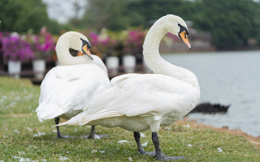 Two swans by the lake  from Chrome web store to be run with OffiDocs Chromium online