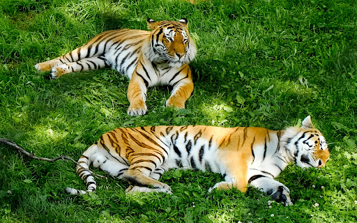 Two Tigers Lying on the Grass  from Chrome web store to be run with OffiDocs Chromium online