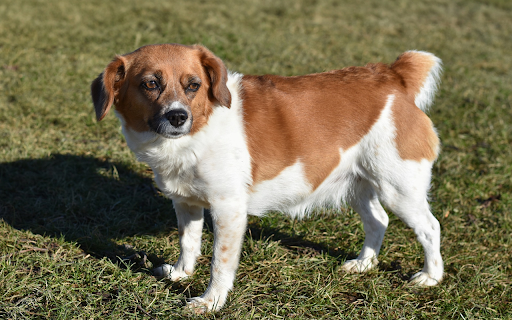 Two tone dog  from Chrome web store to be run with OffiDocs Chromium online