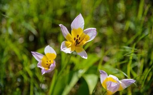 Two tone petals  from Chrome web store to be run with OffiDocs Chromium online