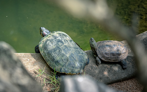 Two turtles  from Chrome web store to be run with OffiDocs Chromium online