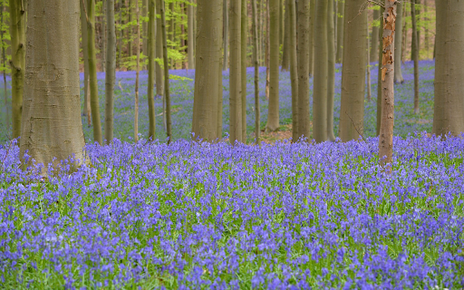Two vegetation  from Chrome web store to be run with OffiDocs Chromium online