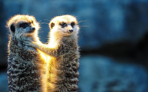 Two weasels  from Chrome web store to be run with OffiDocs Chromium online