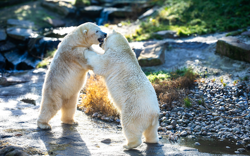 Two white bears  from Chrome web store to be run with OffiDocs Chromium online