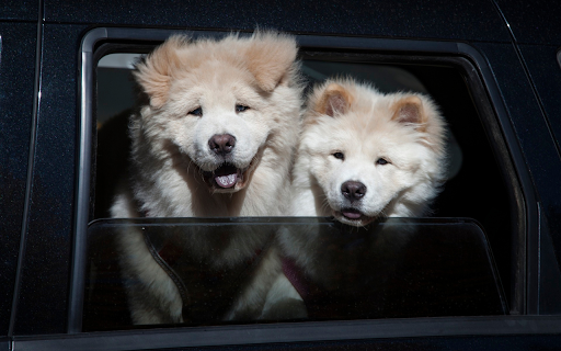 Two white dogs  from Chrome web store to be run with OffiDocs Chromium online