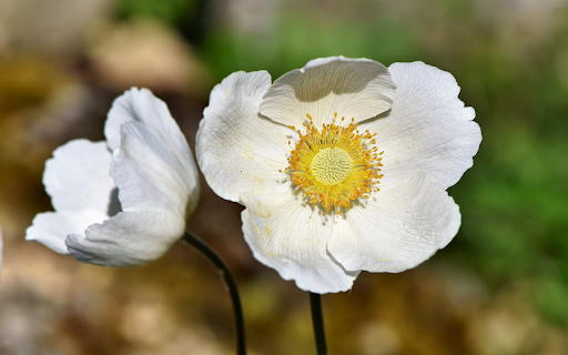 Two white flowers from Chrome web store to be run with OffiDocs Chromium online Two white flowers from Chrome web store to be run with OffiDocs Chromium online