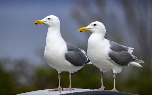 Two white seagulls  from Chrome web store to be run with OffiDocs Chromium online