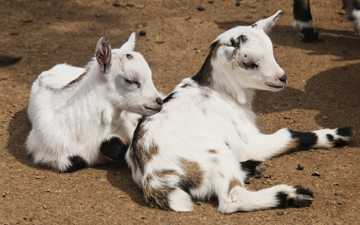 Two white spotted goats from Chrome web store to be run with OffiDocs Chromium online Two white spotted goats from Chrome web store to be run with OffiDocs Chromium online