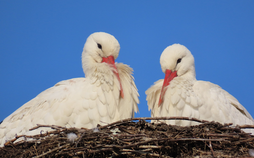 Two White Storks  from Chrome web store to be run with OffiDocs Chromium online