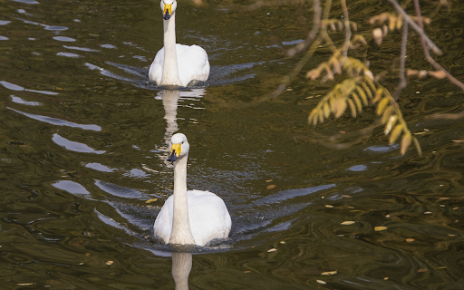 Two yellow beaked swans  from Chrome web store to be run with OffiDocs Chromium online