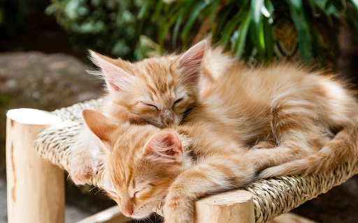 Two yellow cats  from Chrome web store to be run with OffiDocs Chromium online