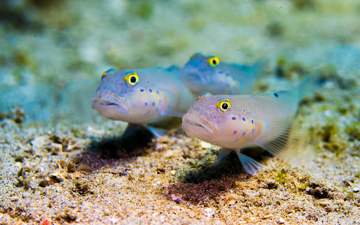 Two yellow eyed white fish  from Chrome web store to be run with OffiDocs Chromium online