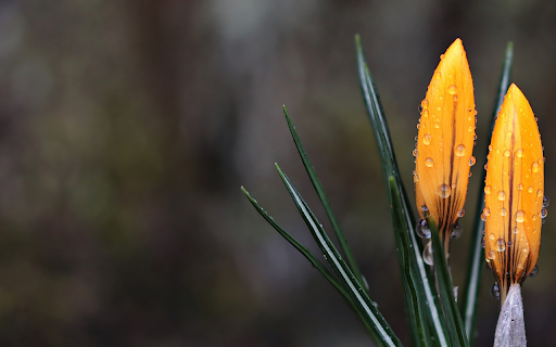 Two yellow flowers  from Chrome web store to be run with OffiDocs Chromium online