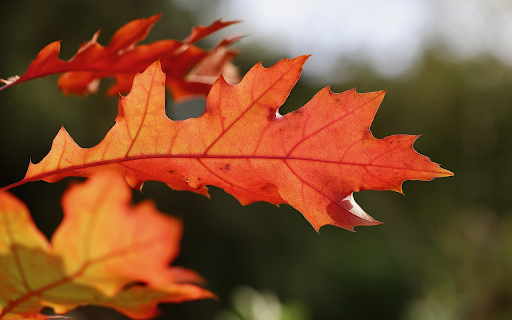 Two yellow leaves  from Chrome web store to be run with OffiDocs Chromium online
