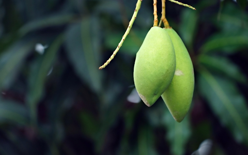 Two young green mangoes  from Chrome web store to be run with OffiDocs Chromium online