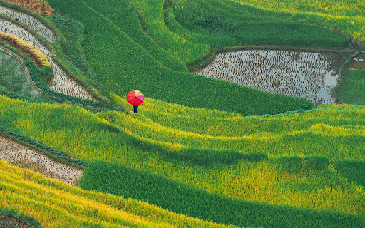 Umbrella on the field  from Chrome web store to be run with OffiDocs Chromium online