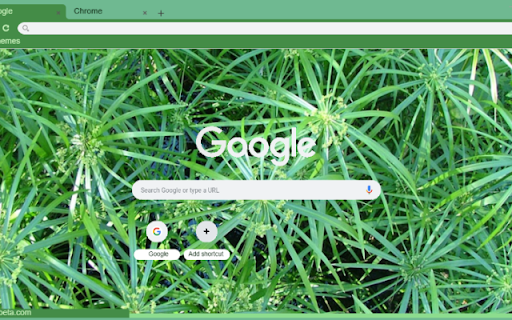 Umbrella Sedge  from Chrome web store to be run with OffiDocs Chromium online