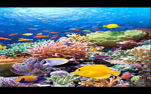 Undersea coral wallpaper  from Chrome web store to be run with OffiDocs Chromium online