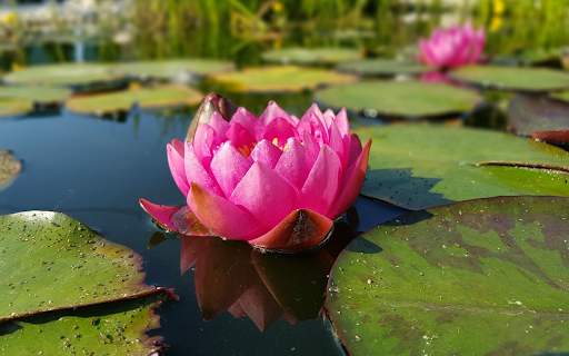 Underwater flower  from Chrome web store to be run with OffiDocs Chromium online