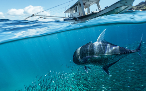 Underwater Life: Fish and Boat  from Chrome web store to be run with OffiDocs Chromium online