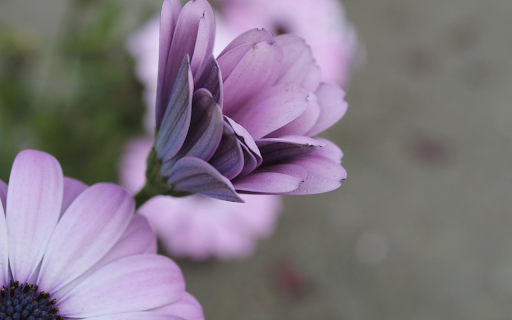 Unfurling Purple Daisy  from Chrome web store to be run with OffiDocs Chromium online