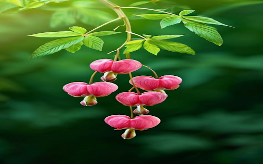 Unique pink flower wallpaper  from Chrome web store to be run with OffiDocs Chromium online