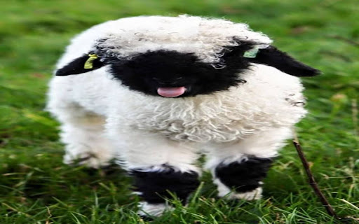 Valais Blacknose wallpaper  from Chrome web store to be run with OffiDocs Chromium online