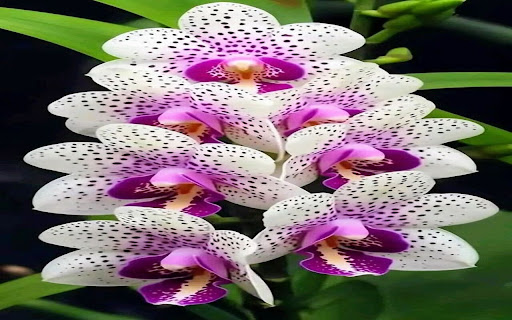 Vanda orchid wallpaper  from Chrome web store to be run with OffiDocs Chromium online