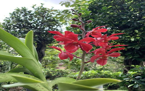 Vanda wallpaper  from Chrome web store to be run with OffiDocs Chromium online