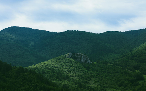 Vast Green Forest  from Chrome web store to be run with OffiDocs Chromium online