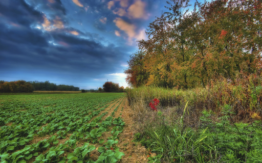 Vegetable field  from Chrome web store to be run with OffiDocs Chromium online