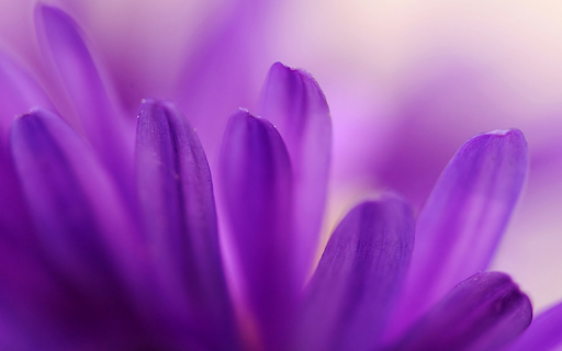 Velvet Petals  from Chrome web store to be run with OffiDocs Chromium online