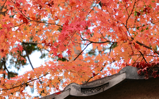 Vibrant Autumn Leaves at Kyotanabe Temple in Kyoto  from Chrome web store to be run with OffiDocs Chromium online