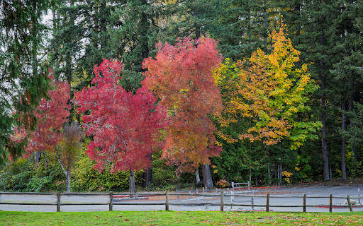 Vibrant Autumn Red Maple Leaves Sunlit Outdoors  from Chrome web store to be run with OffiDocs Chromium online