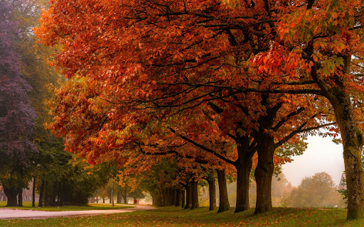 Vibrant Autumn Trees  from Chrome web store to be run with OffiDocs Chromium online