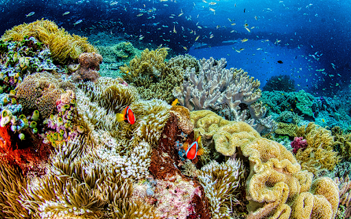 Vibrant Colored Coral Reef Underwater  from Chrome web store to be run with OffiDocs Chromium online