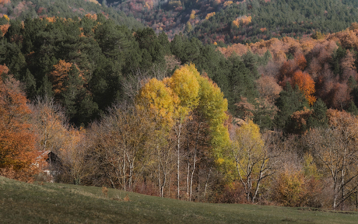 Vibrant Fall Foliage in Bolu, Türkiye  from Chrome web store to be run with OffiDocs Chromium online