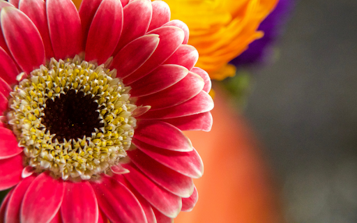 Vibrant Gerbera Daisy  from Chrome web store to be run with OffiDocs Chromium online