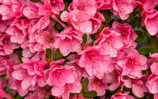 Vibrant Pink Azaleas in Bloom with Dew Drops  from Chrome web store to be run with OffiDocs Chromium online