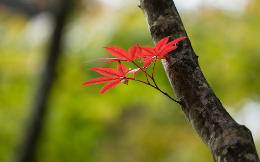 Vibrant Red Autumn Leaves  from Chrome web store to be run with OffiDocs Chromium online