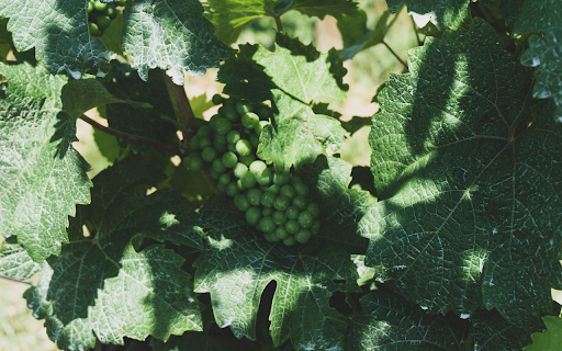 Vines and young grape bunches  from Chrome web store to be run with OffiDocs Chromium online