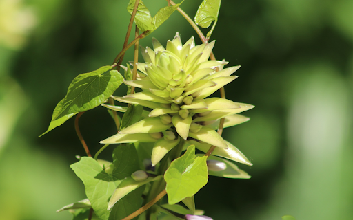 Vines roll flowers  from Chrome web store to be run with OffiDocs Chromium online