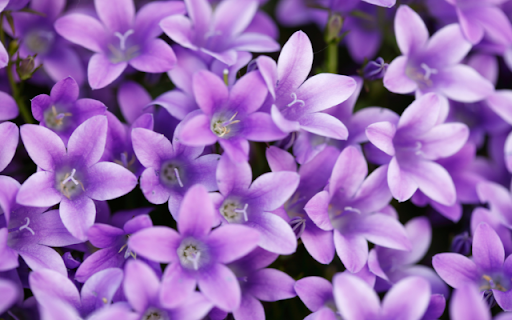 Violet Flower Theme  from Chrome web store to be run with OffiDocs Chromium online