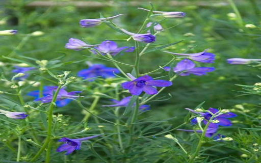 Violets flower wallpaper  from Chrome web store to be run with OffiDocs Chromium online