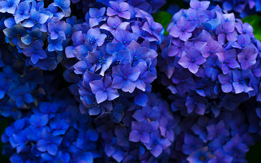 Vivid Blue Hydrangeas  from Chrome web store to be run with OffiDocs Chromium online
