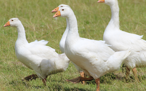 Vịt trắng  from Chrome web store to be run with OffiDocs Chromium online